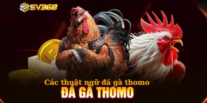 Giới thiệu về các thuật ngữ đá gà thomo chi tiết nhất 2025