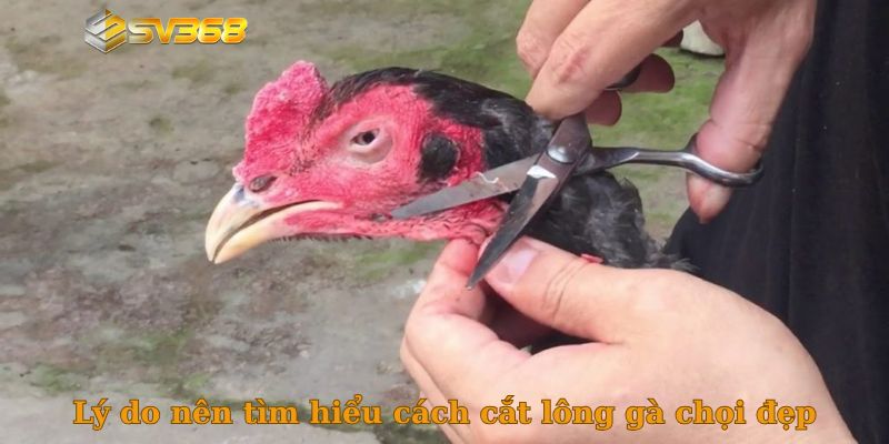Lý do nên tìm hiểu cách cắt lông gà chọi đẹp