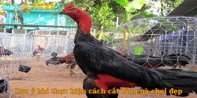 Lưu ý khi thực hiện cách cắt lông gà chọi đẹp