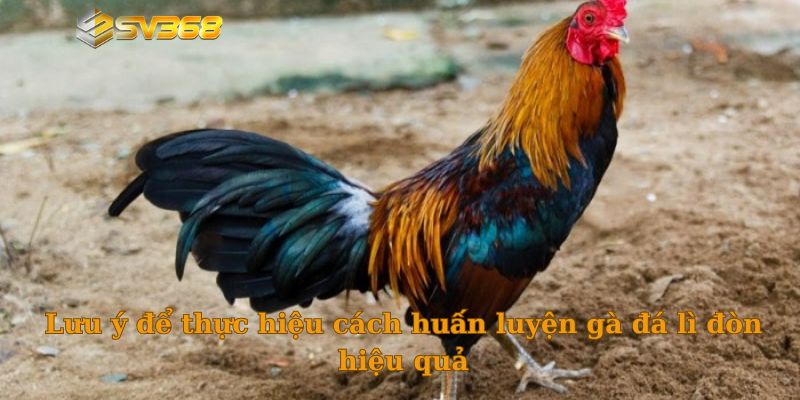 Lưu ý để thực hiệu cách huấn luyện gà đá lì đòn hiệu quả