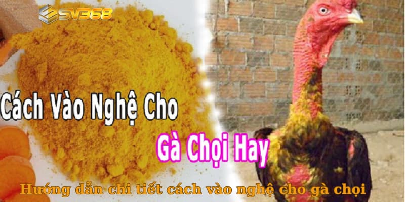 Hướng dẫn chi tiết cách vào nghệ cho gà chọi nha