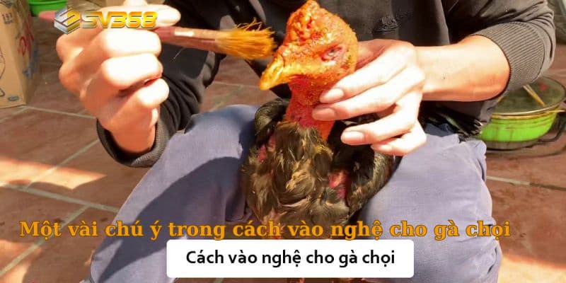 Một vài chú ý trong cách vào nghệ cho gà chọi