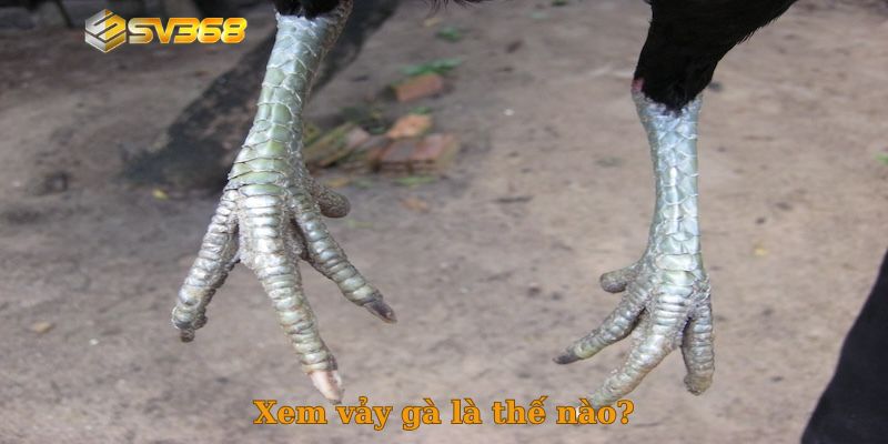 Xem vảy gà là thế nào?