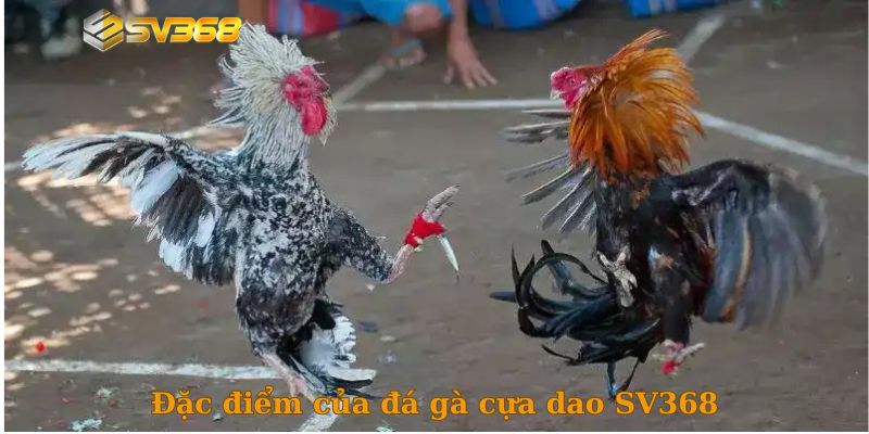 Đặc điểm của đá gà cựa dao SV368