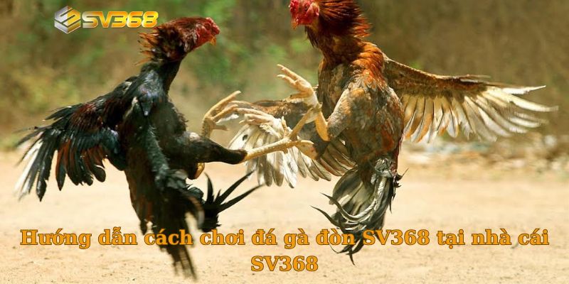 Hướng dẫn cách chơi đá gà đòn SV368 tại nhà cái SV368